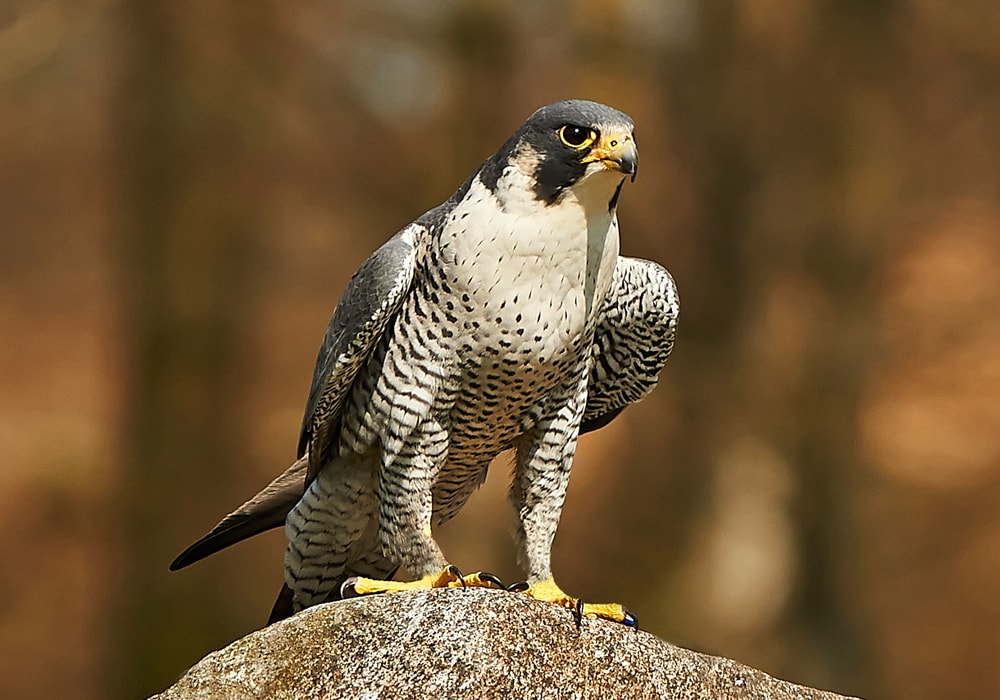 Ireland] This guy was soaring high above, no flapping, a of bird of prey?  I've seen a buzzard in this area, but this kind of looks more like a  sparrowhawk to me?