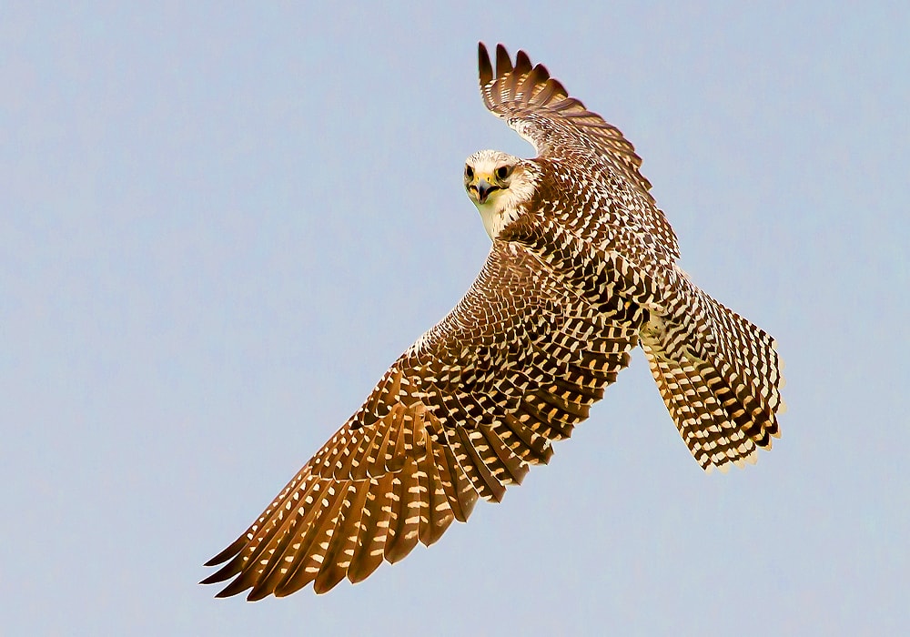 falcon flying