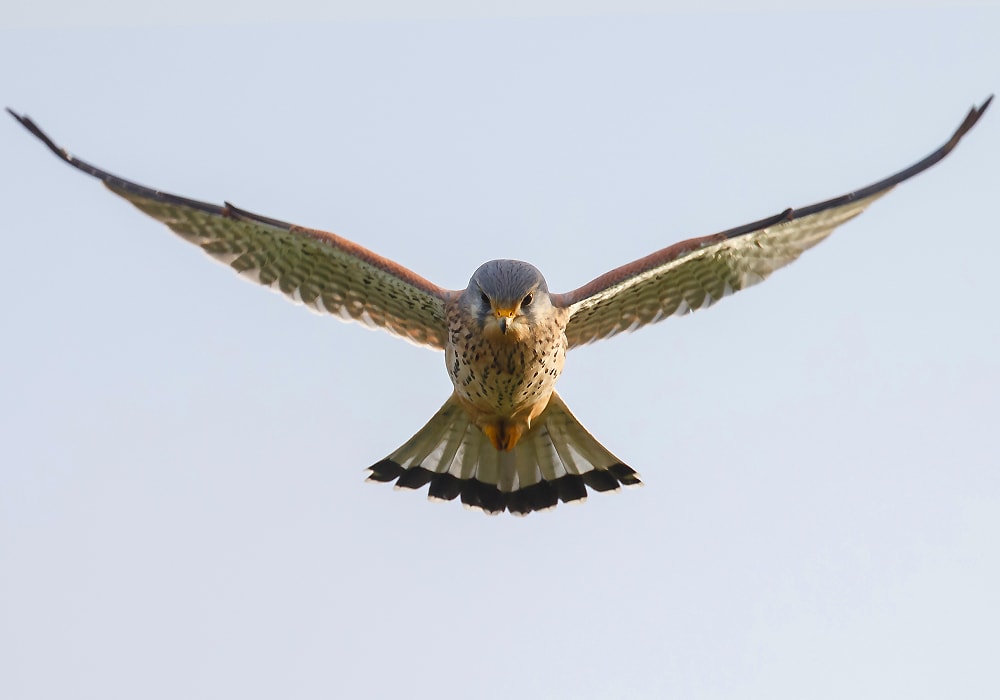 falcon flying