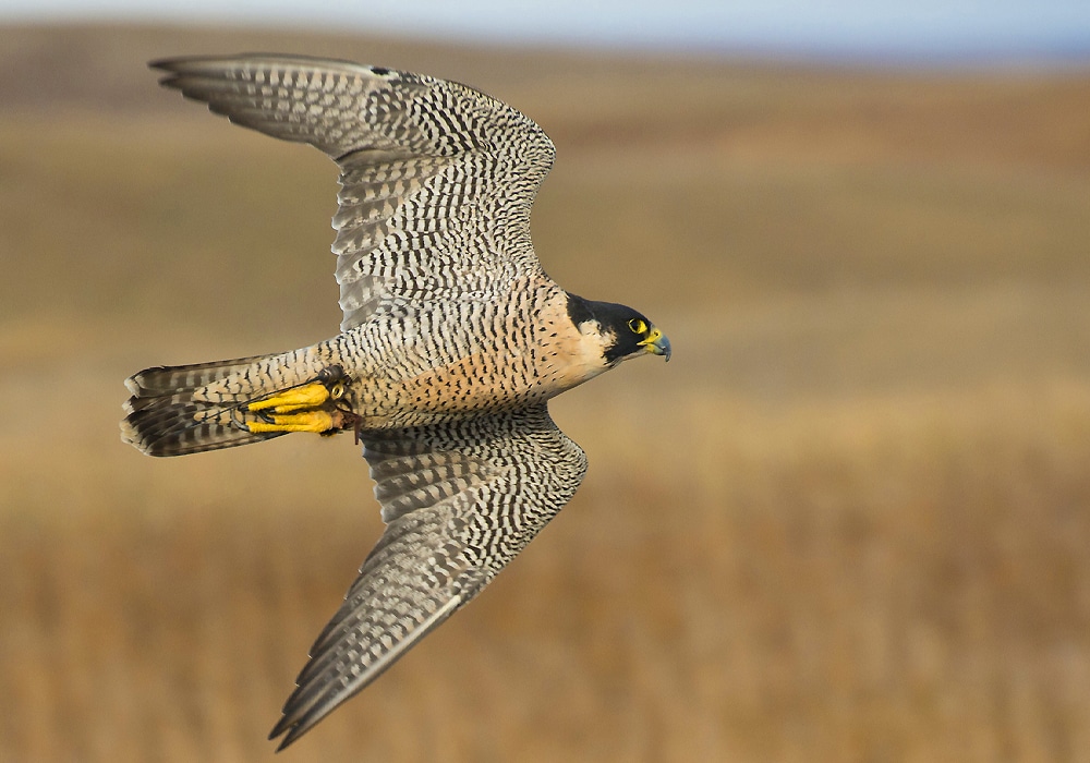 falcon flying