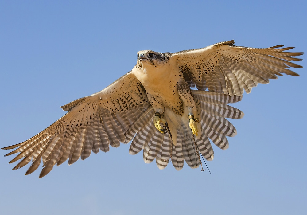 falcon flying