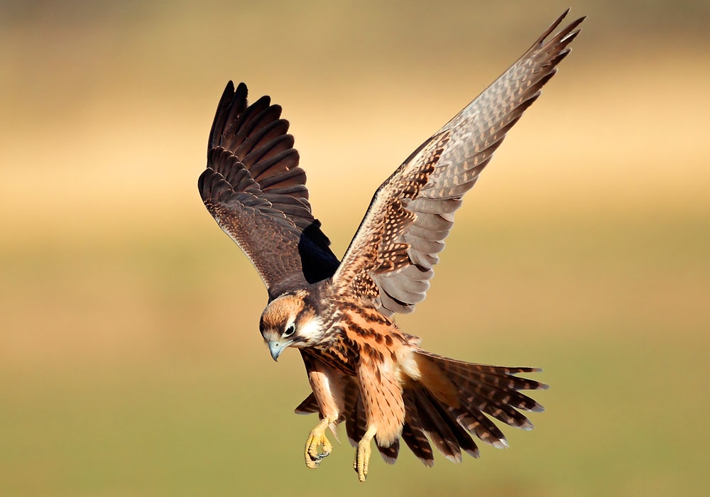 falcon flying