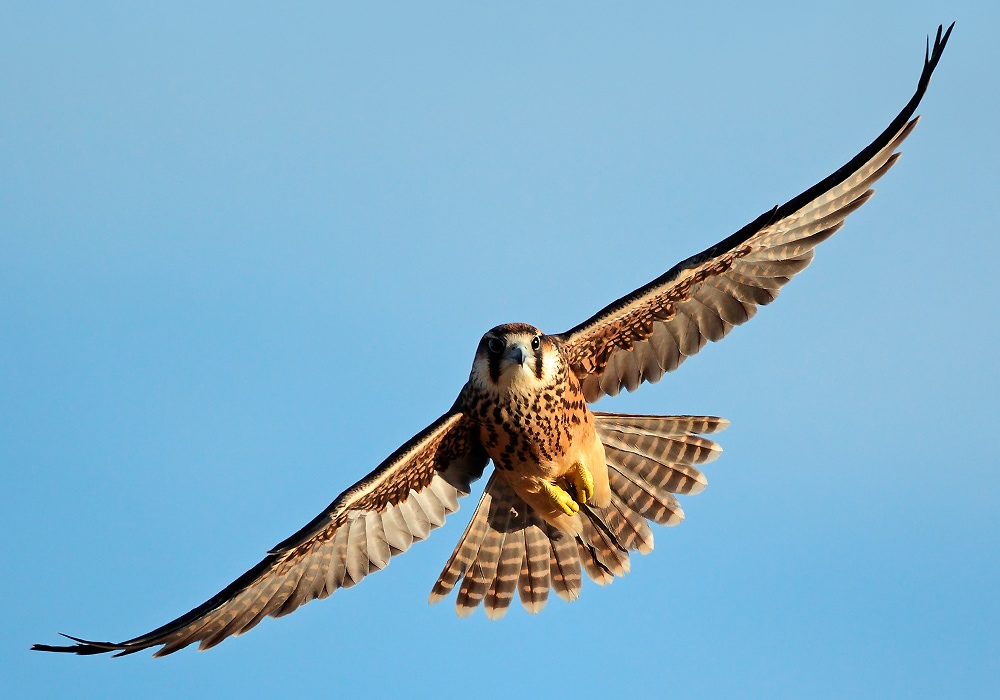 falcon flying