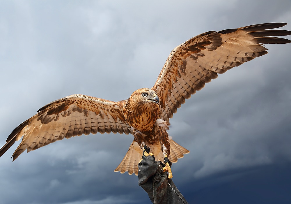 falcon flying