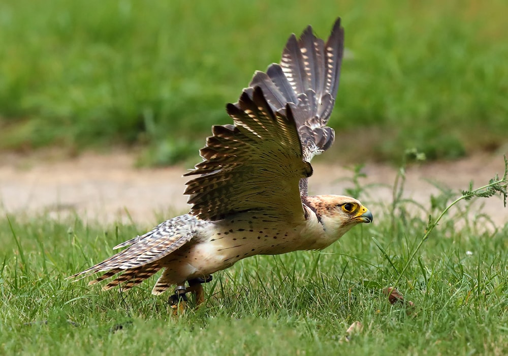 falcon flying