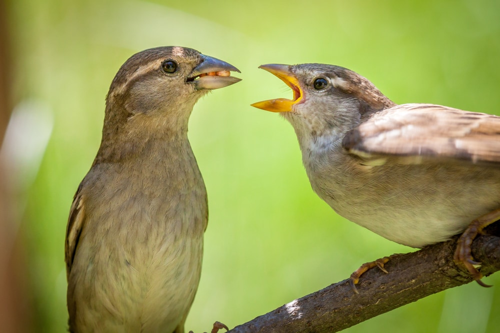 two birds on the tree