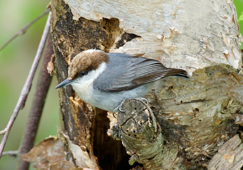 Brown-headed Nuthatch (Sitta pusilla)