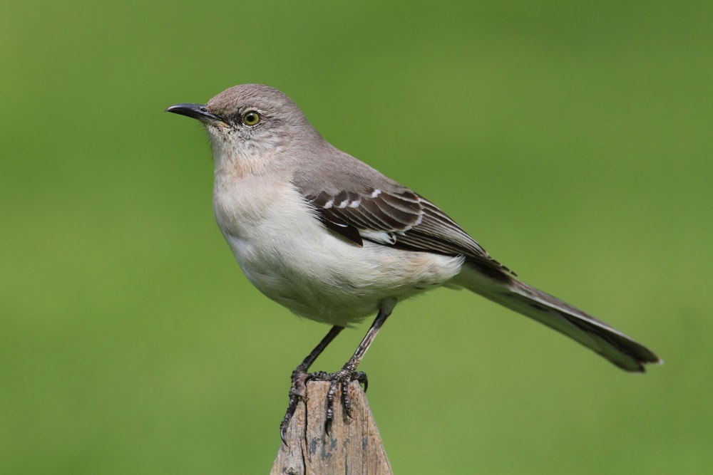 Sinsonte norteño (Mimus polyglottos)