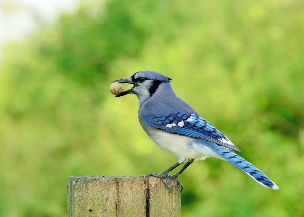 Blue Jay (Cyanocitta cristata)