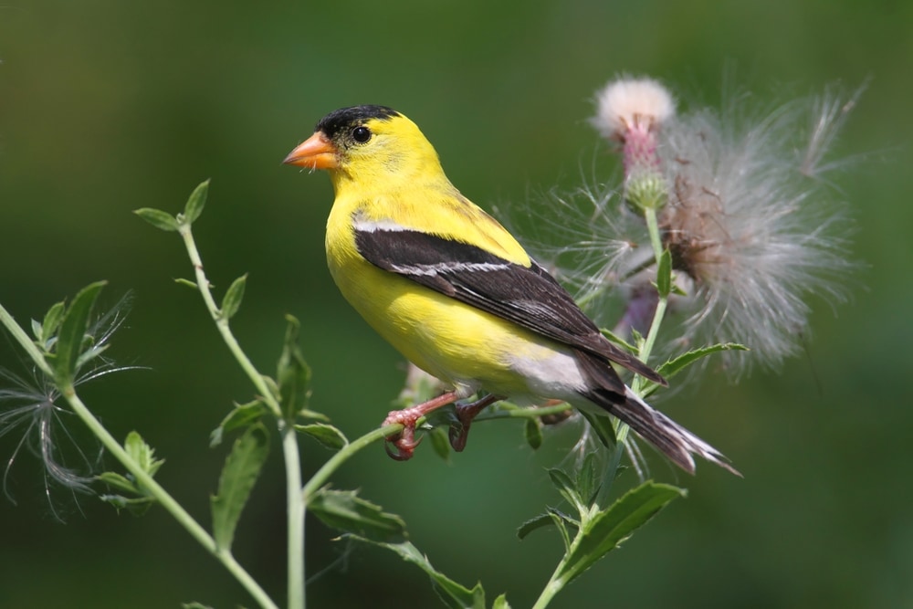 American Goldfinch (Spinus tristis)