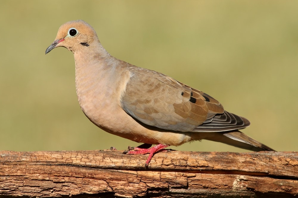 Paloma de luto (Zenaida macroura)