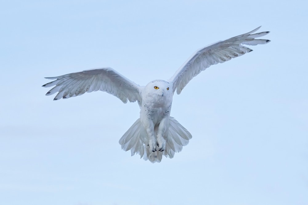 Búho nival (Bubo scandiacus)