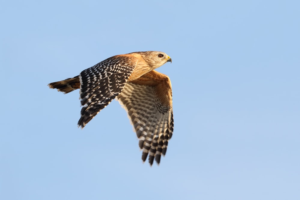 Red-shouldered Hawk (Buteo lineatus)