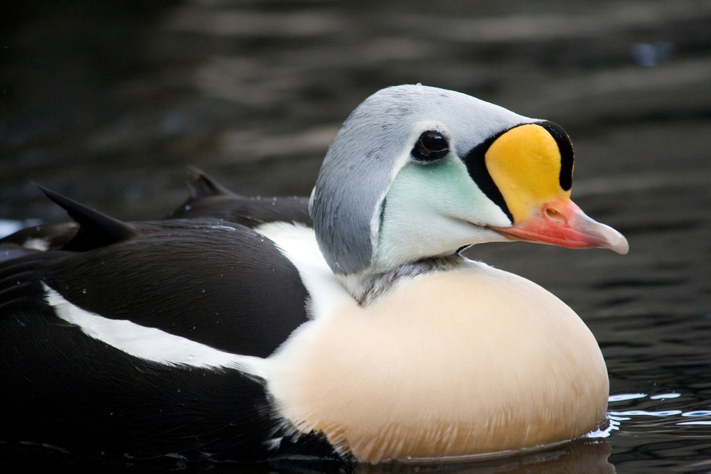 King Eider (Somateria spectabilis)