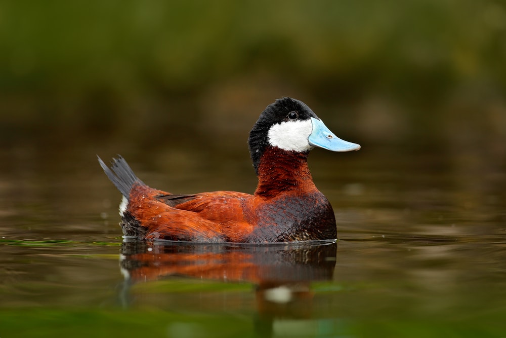 Ruddy Duck (Oxyura jamaicensis)
