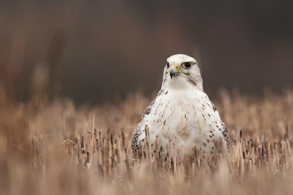 Gyrfalcon (Falco rusticolus)