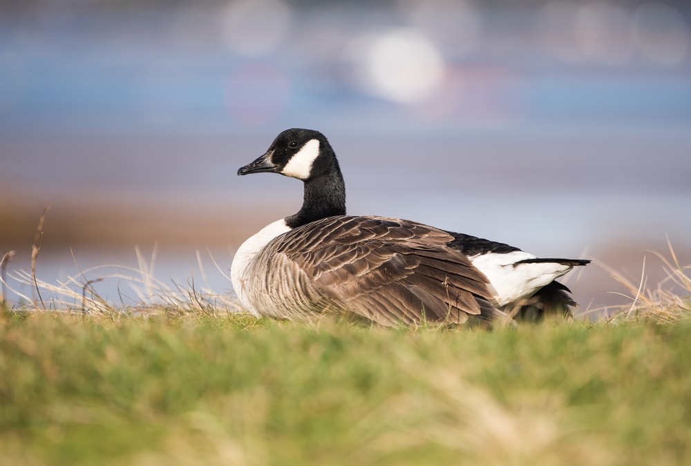 Ganso de Canadá (Branta canadensis)