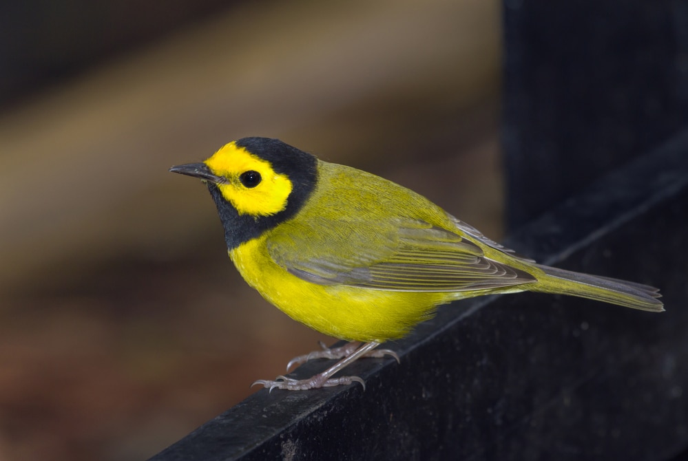 Hooded Warbler (Setophaga citrina)