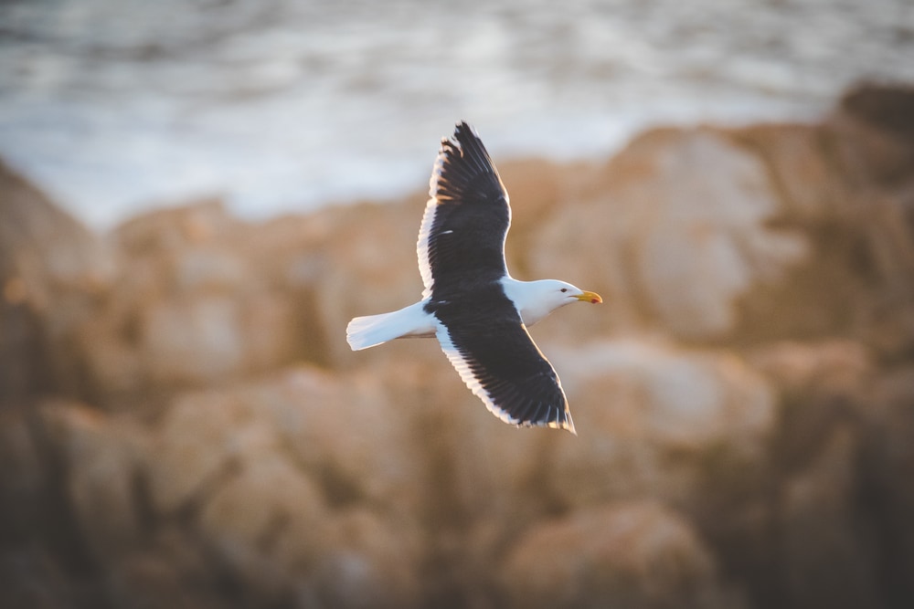 Great Black-Backed Gull (Larus marinus)