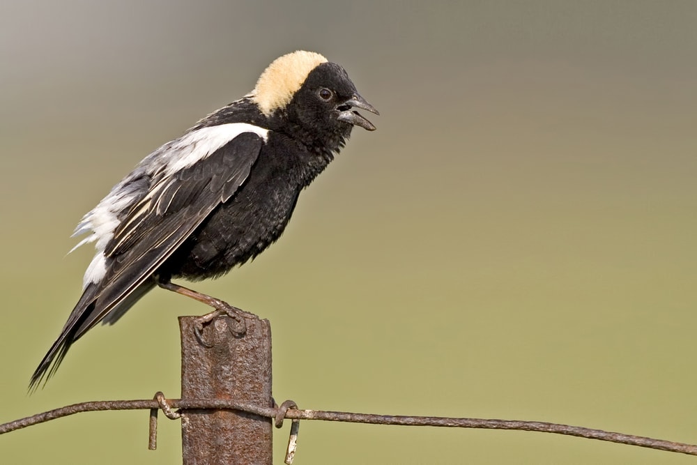 Bobolink (Dolichonyx oryzivorus)