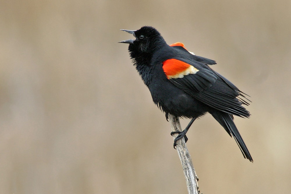 Mirlo de alas rojas (Agelaius phoeniceus)