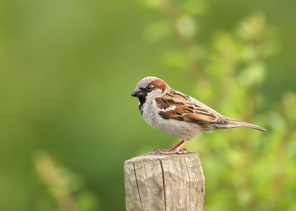 House Sparrow (Passer domesticus)