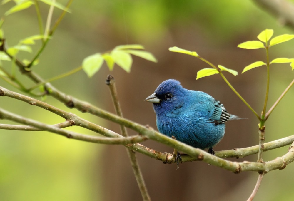 Escribano índigo (Passerina cyanea)