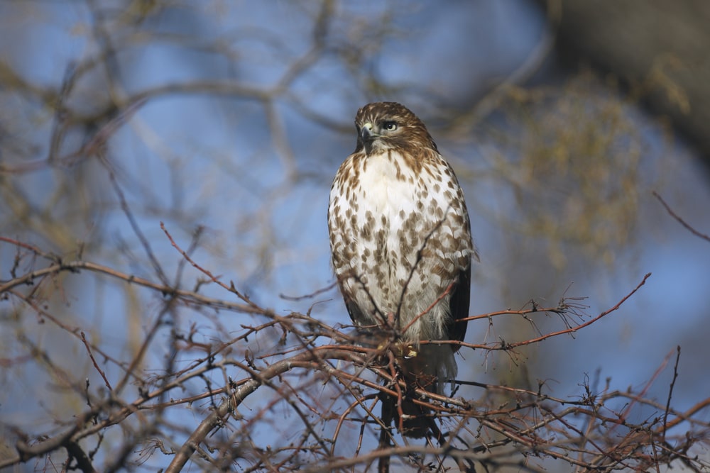 Red-tailed Hawk (Buteo jamaicensis)