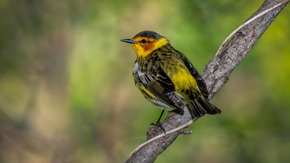 Cape May Warbler (Dendroica tigrina)