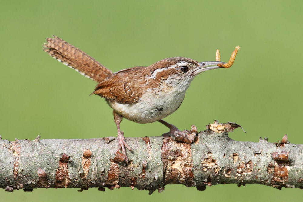 Carolina Wren (Thryothorus ludovicianus)