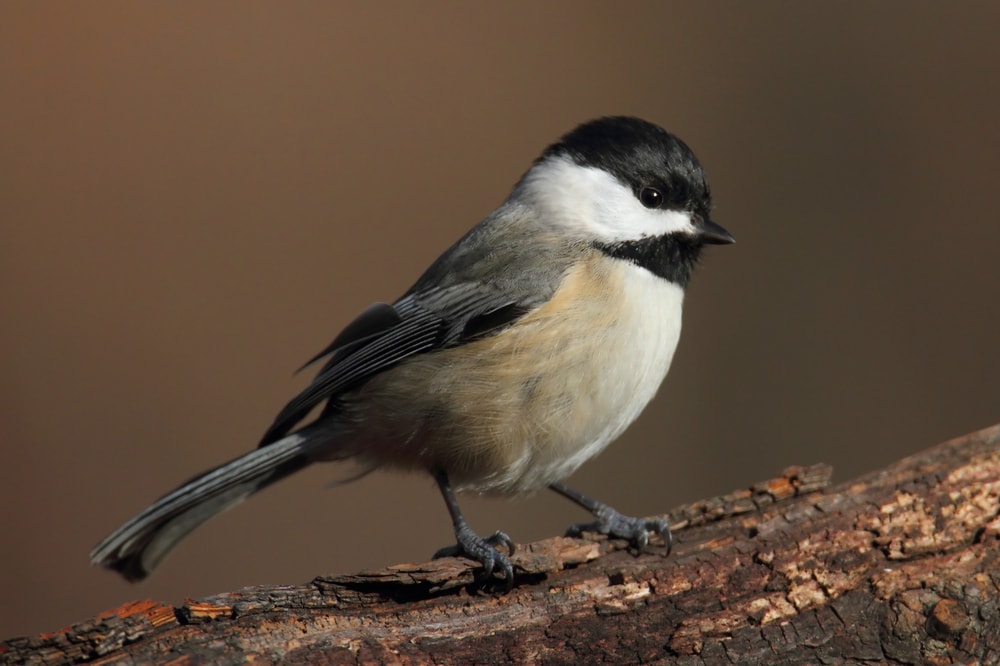 Carolina Chickadee (Poecile carolinensis)