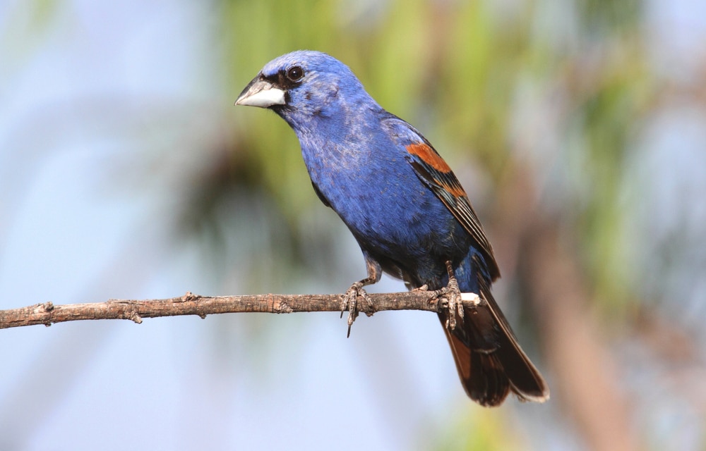 Blue Grosbeak (Passerina caerulea)