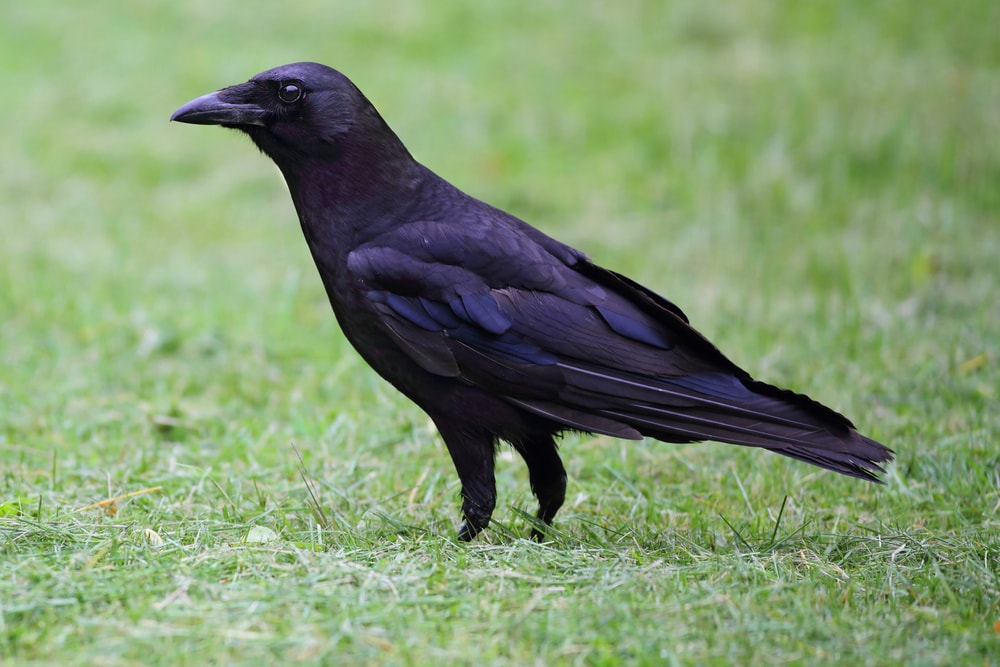 Cuervo americano (Corvus brachyrhynchos)