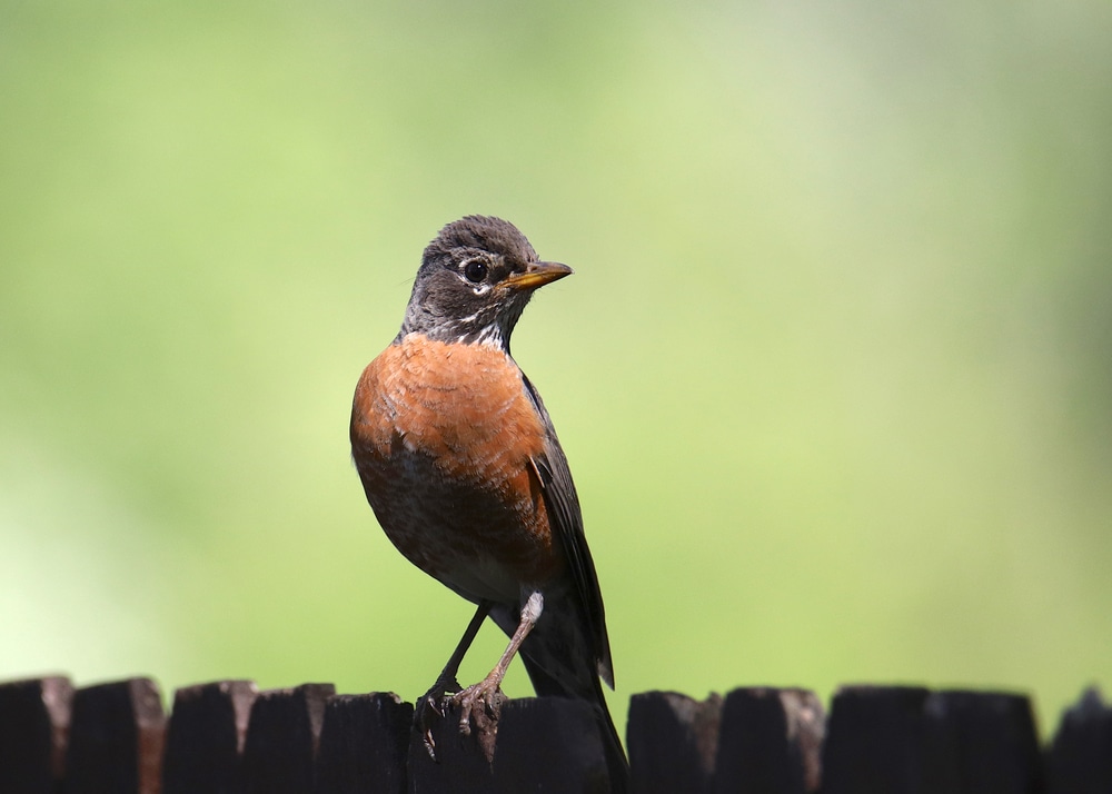 Petirrojo americano (Turdus migratorius)