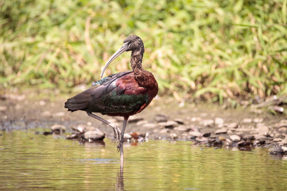 Glossy Ibis (Plegadis falcinellus)