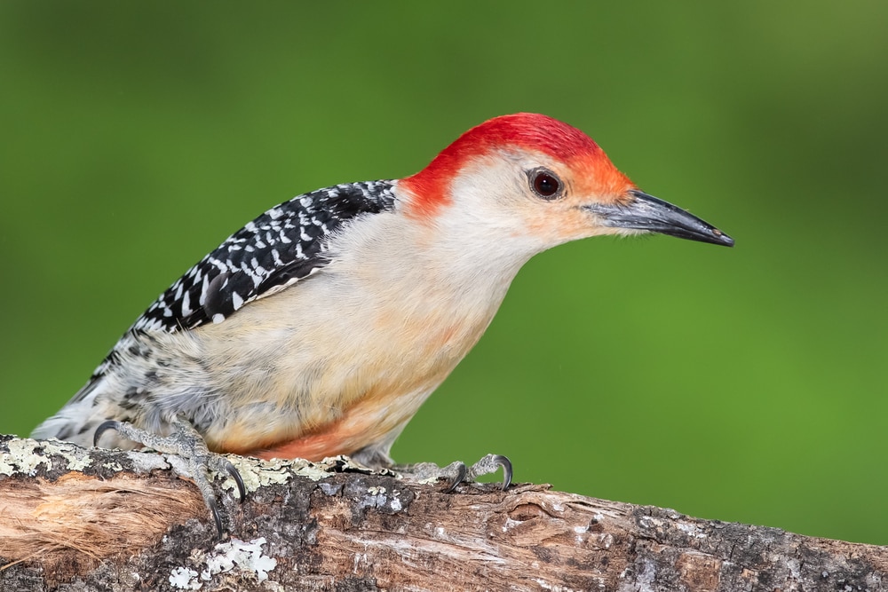 Red-Bellied Woodpecker (Melanerpes carolinus)