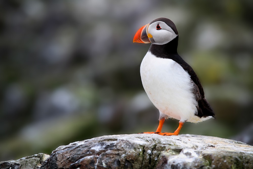 Atlantic Puffin (Fratercula arctica)