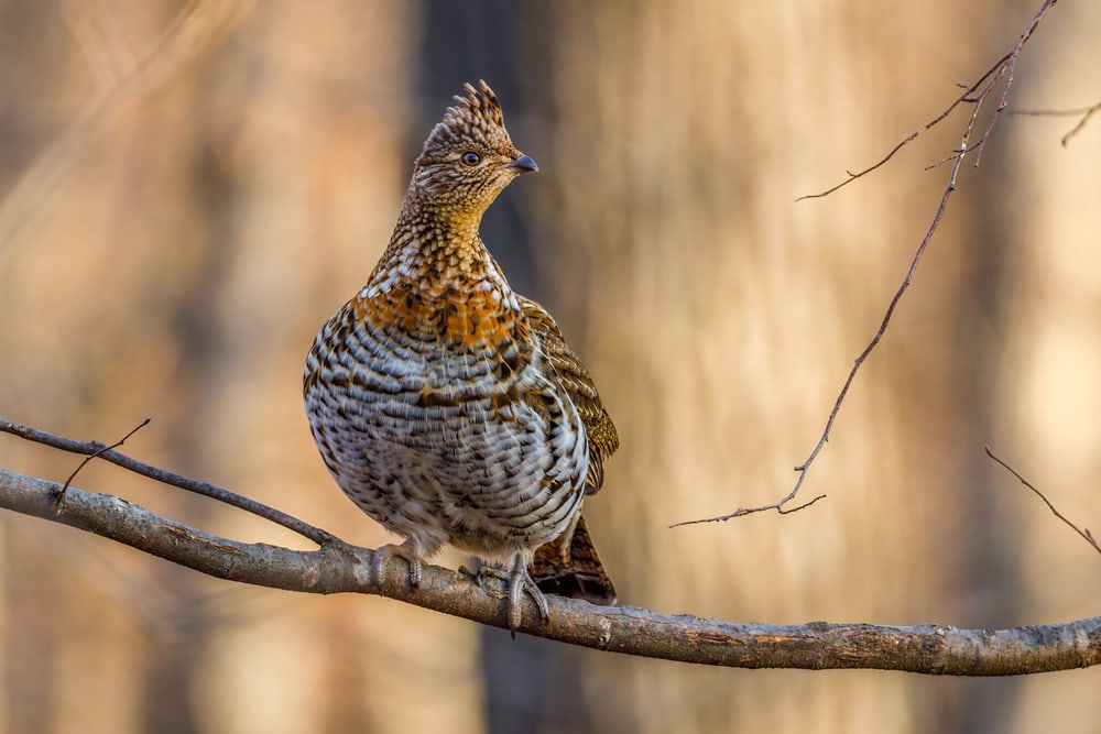 Ruffed Grouse (Bonasa umbellus)