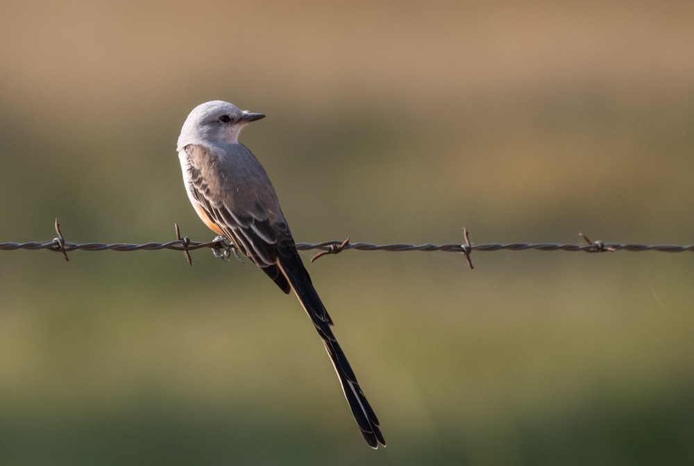 Scissor-tailed Flycatcher (Muscivora forficata)