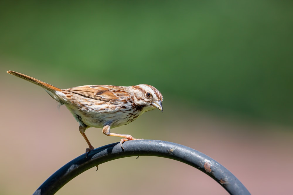 Song Sparrow (Melospiza melodia)