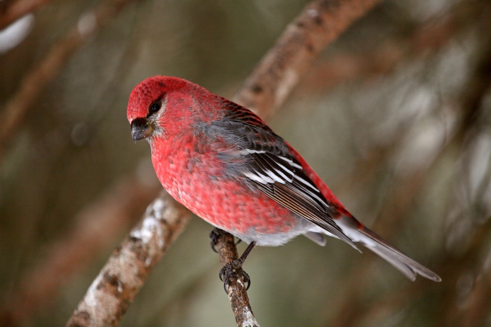 White-winged Crossbill (Loxia leucoptera)