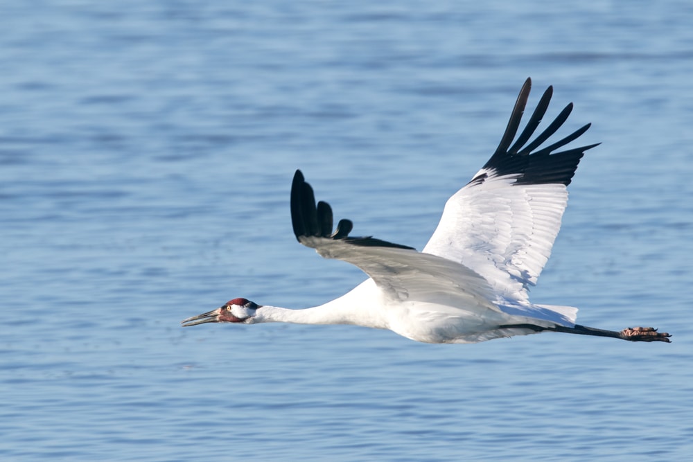 Whooping Crane (Grus americana)