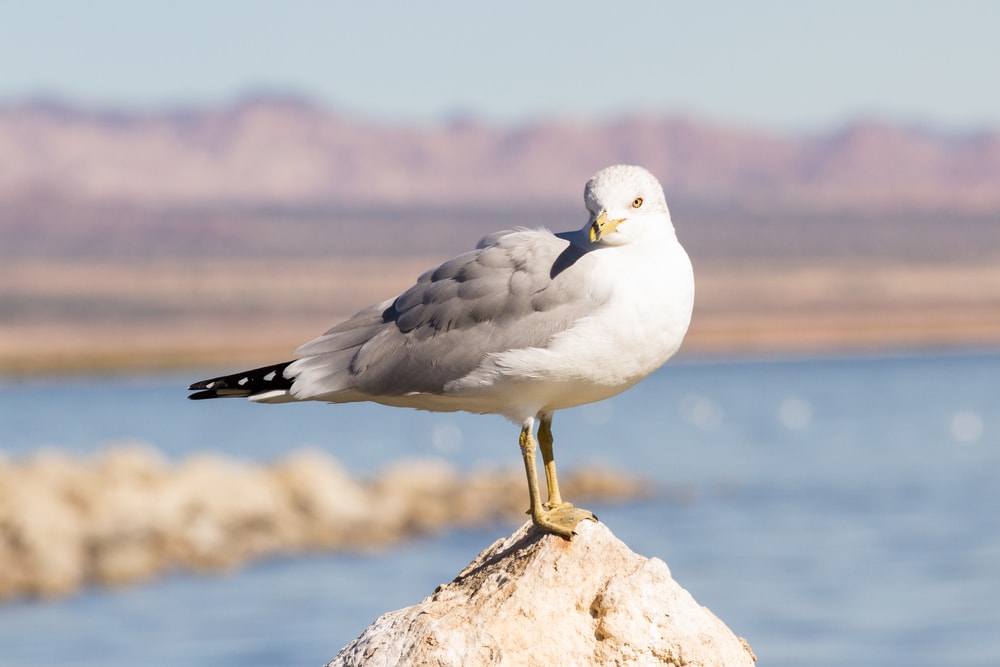 Herring Gull (Larus smithsonianus)