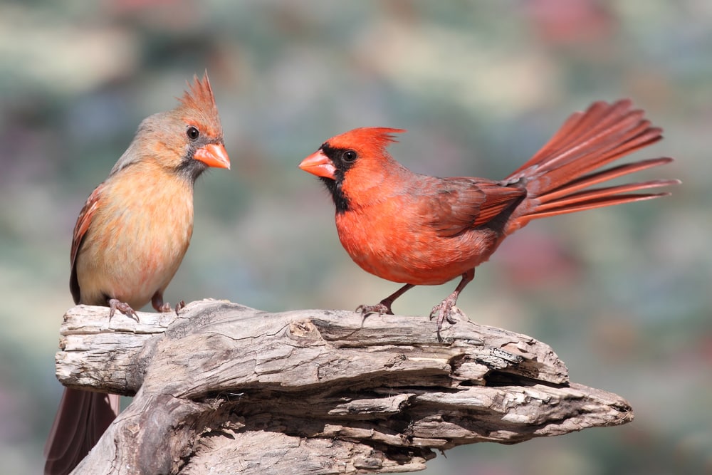 Par de cardenales del norte