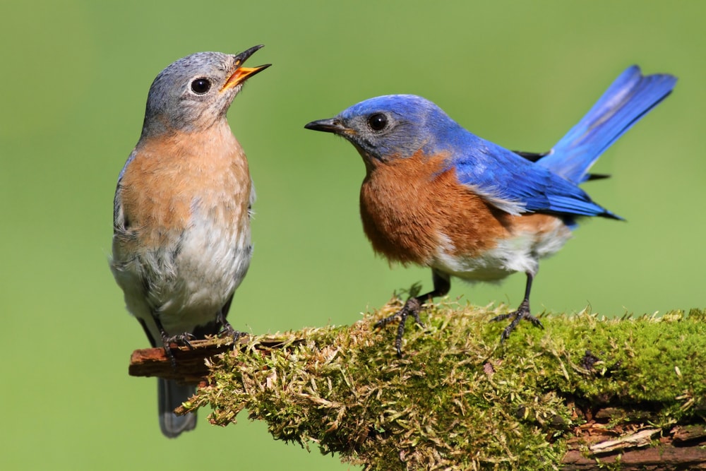 Eastern Bluebird (Sialia sialis)