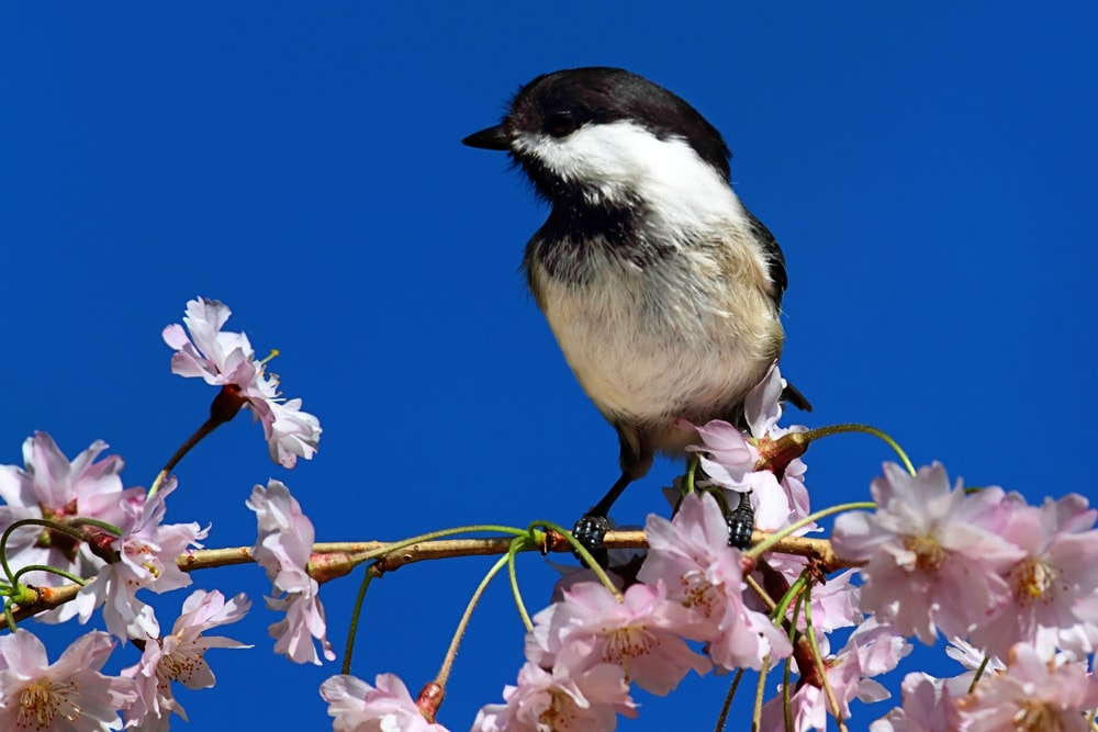 Black-capped Chickadee (Poecile atricapillus)