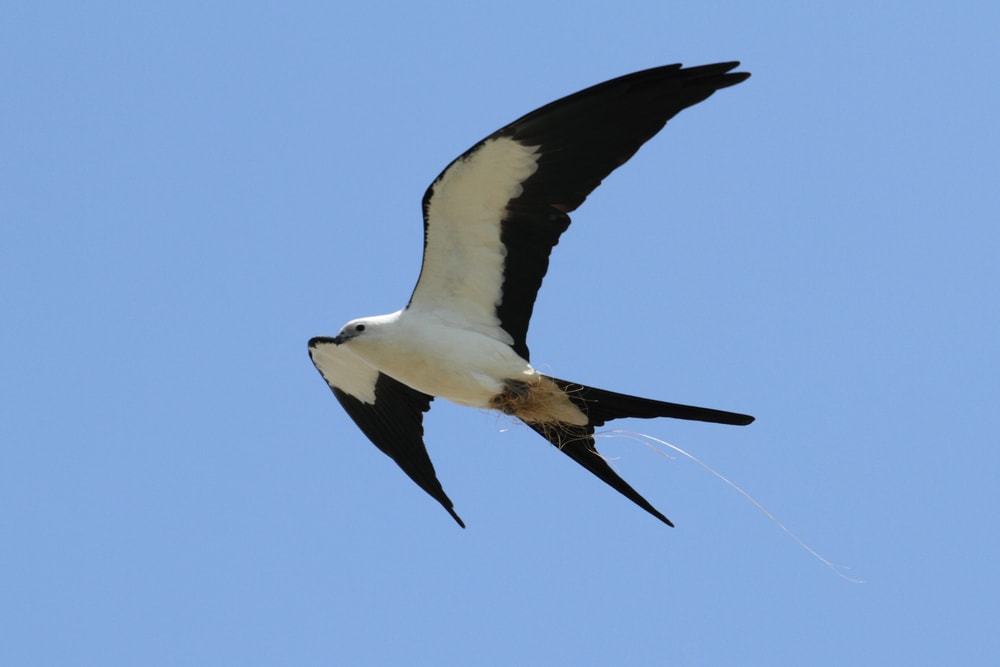 Swallow-tailed Kite (Elanoides forficatus)