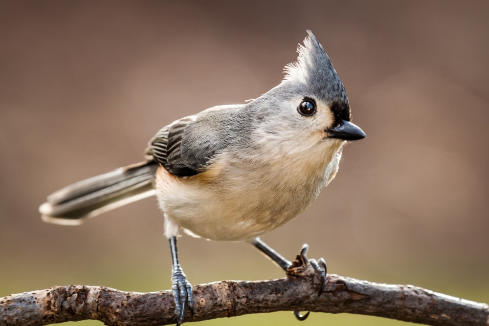 Tufted Titmouse (Baeolophus bicolor)