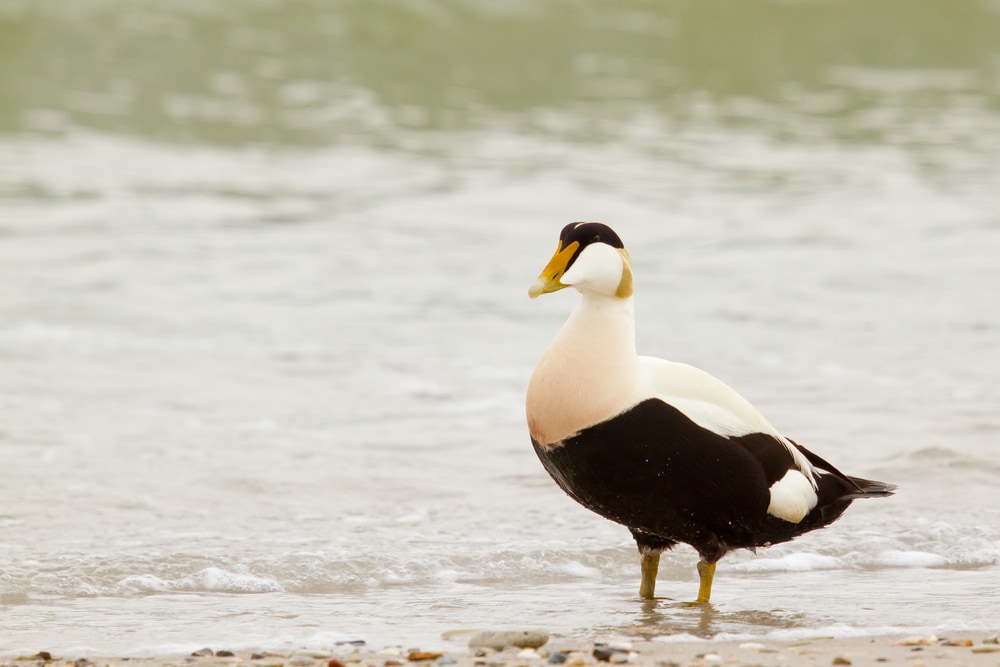 Common Eider (Somateria mollissima)