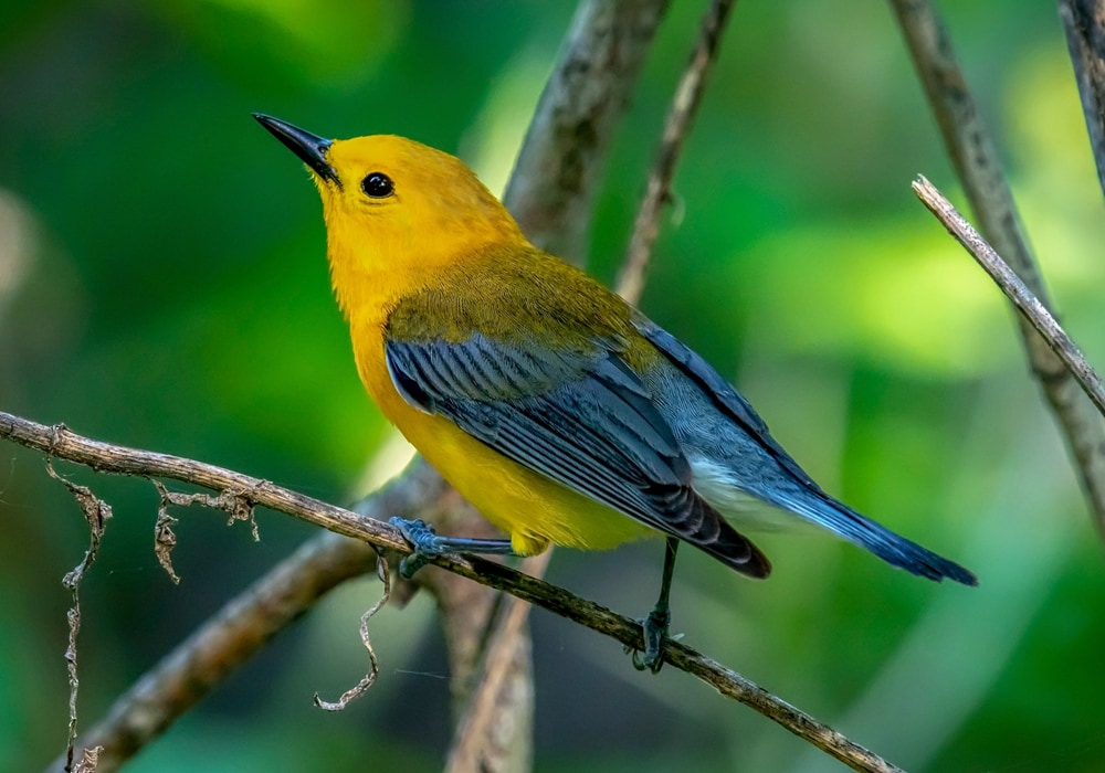 Prothonotary Warbler (Protonotaria citrea)